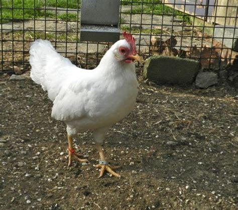 How long do backyard chickens live? How Long Do Chickens Live? | HenCam