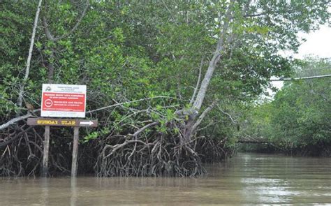 Luas hutan bakau di indonesia antara 2,5 hingga 4,5 juta hektar, merupakan mangrove yang terluas di dunia.melebihi brazil (1,3 juta ha), nigeria (1,1 juta ha) dan australia (0,97 ha) (spalding dkk, 1997 dalam noor dkk, 1999). Hutan Bakau Yang Merupakan Kedua Terbesar Di Dunia Adalah