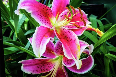 Stargazer Lily2 Photograph By Susan Granrud Fine Art America