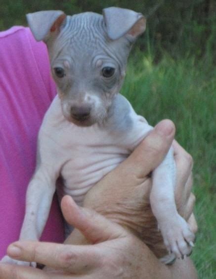 They can be startled easily and will bark when that happens, which makes them a good watch dog. American Hairless Terrier Puppies For Sale | Los Angeles, CA #100837