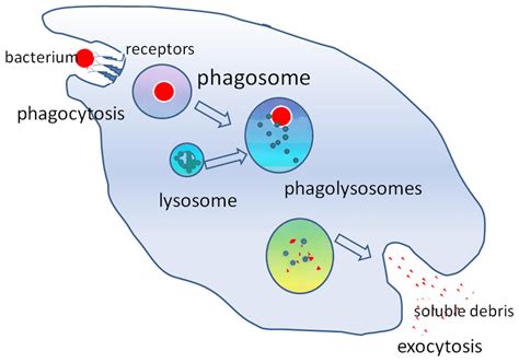 Phagocytosis Phagocytic Cells Teachmephysiology