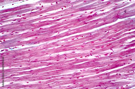 Cardiac Muscle Tissue Under Microscope Micropedia Sexiz Pix