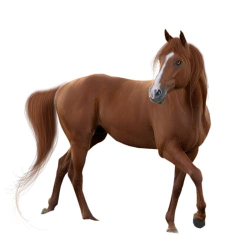 Download Horse Transparent Background Hq Png Image In Different