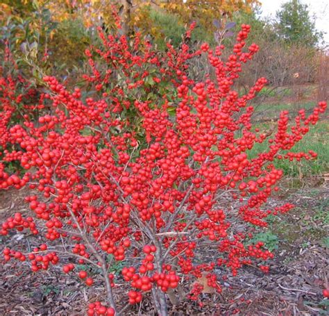 A whiteberry bush is grown by planting a whiteberry seed in a bush patch, requiring level 59 farming. The Winterberry Holly: Not Your Average Holly ...