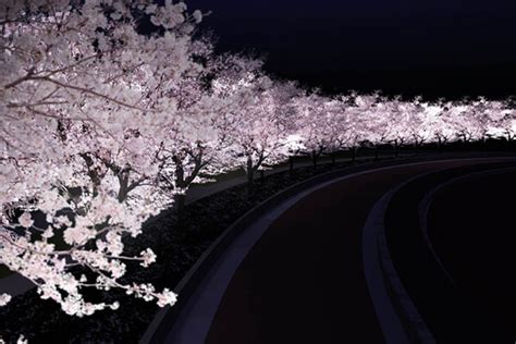10 Breathtaking Cherry Blossom Photos Taken At Night Design Swan