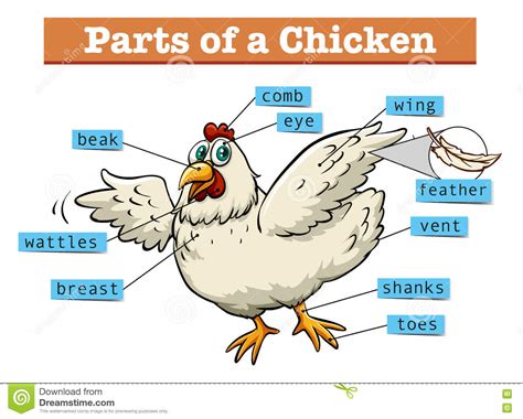 Kfc has begun testing a new, premium chicken sandwich in orlando, florida. Diagram Showing Parts Of Chicken Stock Vector ...