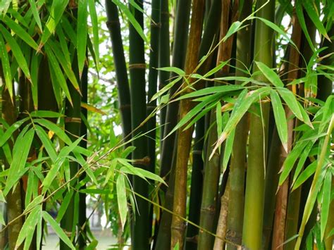 How To Grow And Care For Bamboo In The Garden Gardening Know How