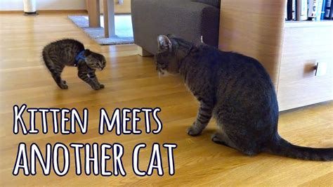 Kitten Meets Another Cat For The First Time Youtube