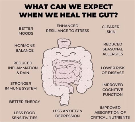 Gut Health And How To Maintain It Properly For A Healthy Lifestyle