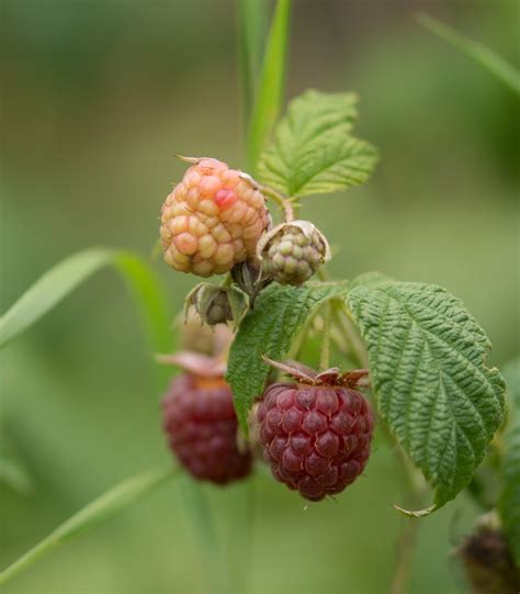 Free Images Raspberry Fruit Berry Sweet Flower Food Produce