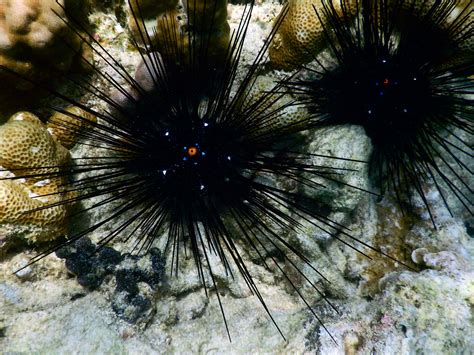 Long Spined Sea Urchin アニマル 甲殻類 貝類