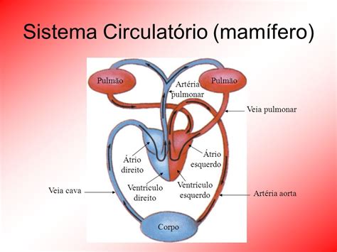 Em Relação Ao Sistema Circulatório Dos Mamíferos Podemos Afirmar Que