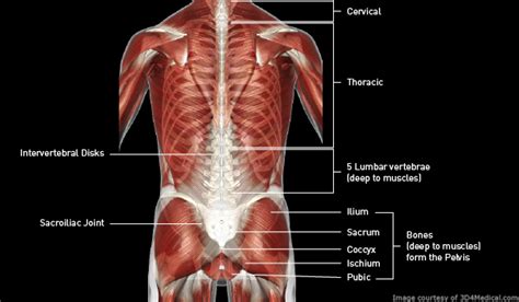 Diagram Lower Back Muscle Pain How It Works Dr Mark Schwartz