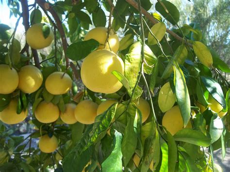Grapefruit, citrus paradisi is vitamin c and lycopene rich fruit support for antimicrobial, disinfectant, antifungal, antibiotic and antiparasitic activity. Two Little Square Black Dogs: parley view parsnip, citrus ...