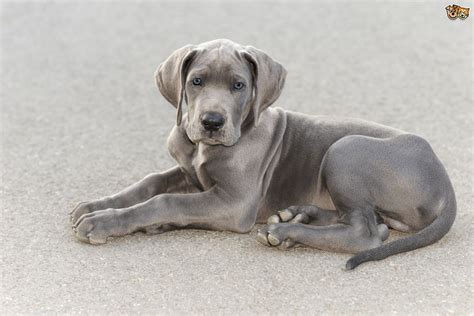 They are really great with childern. How to decide if a Great Dane is the right dog for you ...