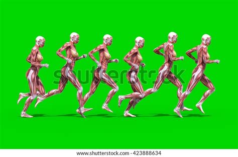 3d Digital Render Running Female Anatomy Stock Illustration 423888634