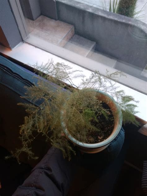 We did not find results for: SOS, dying asparagus fern, any suggestions? I've had it ...