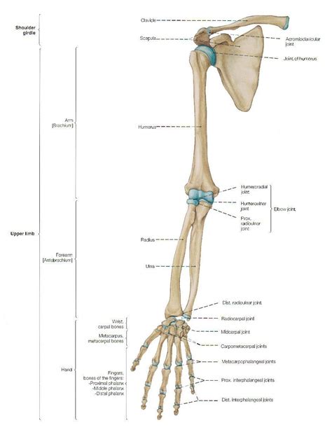 Huesos Del Miembro Superior Arm Anatomy Arm Bones Human Anatomy