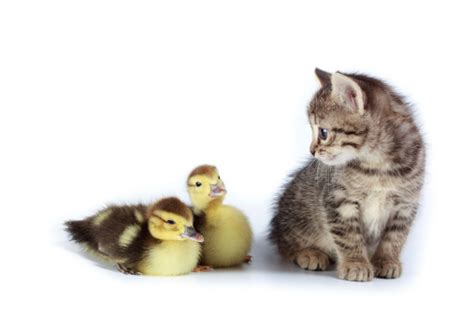 Two Ducks And Kitten Stock Photo Download Image Now Duckling