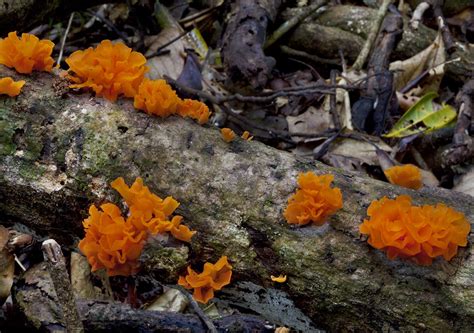 Orange Floral Fungus Cooper Creek Wilderness