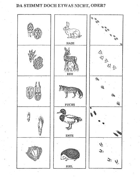 Zu den trittsiegeln der paarhufer und vögel, findert ihr auch spuren der tatzengänger. Tierspuren Zum Ausdrucken Kostenlos