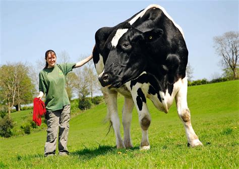 Sapi bali mempunyai sistem reproduksi yang tinggi dan bisa digunakan sebagai hewan ternak kerja di sawah, kebun, ladang, atau tegalan. gambar: Gambar Sapi Lengkap