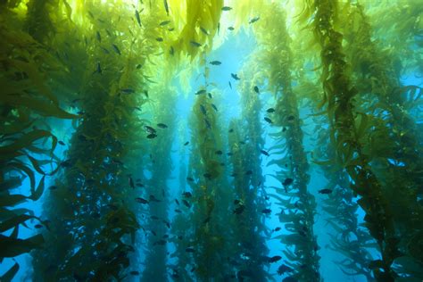 Ocean Safari Scuba Blog Beautiful Kelp Forest