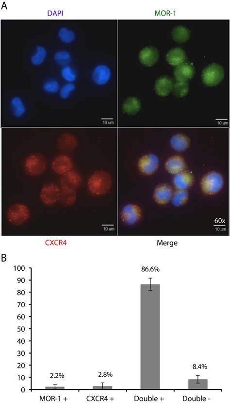 Tf 1 Cells Express Mor 1 And Cxcr4 In Overlapping Domains A Tf 1