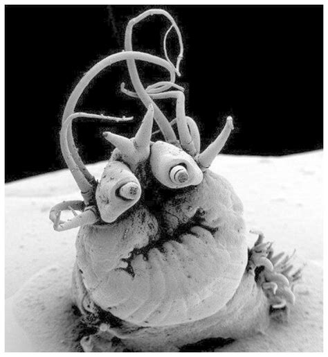 Nereis Sandersi Is A Worm That Lives In Deep Sea Geothermal Vents