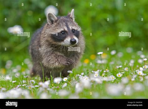Common Raccoon Procyon Lotor Nearly Three Month Old Pup On A Meadow