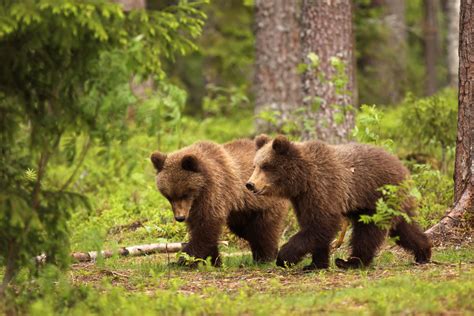 Two Little Brown Bears Walking In The Forest Animals Beautiful