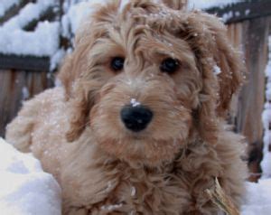 The goldendoodle is a hybrid breed, resulted from the cross between a poodle and a golden retriever from which he inherited the best physical and behavioral traits. Goldendoodle Puppies For Sale in Minnesota MN Breeders ...