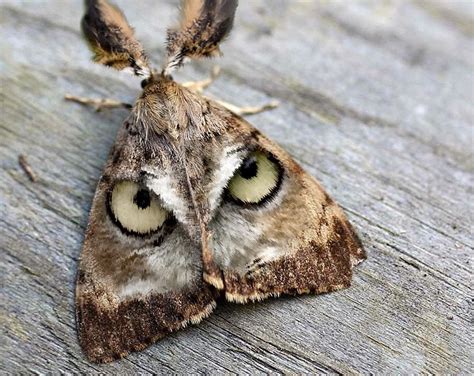 Great Horned Moth Rhybridanimals