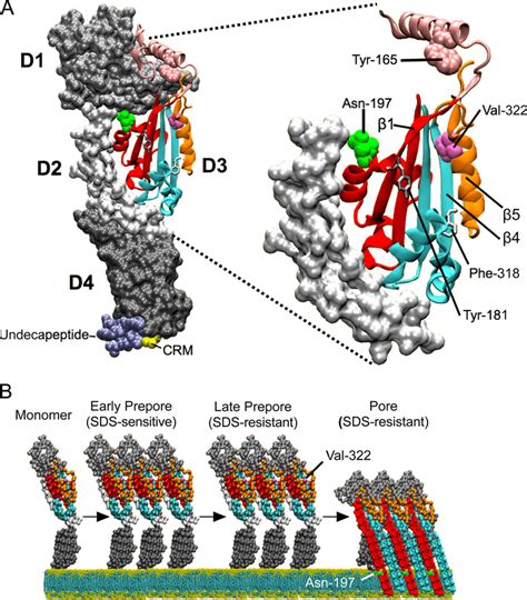 Crystal Structure Of Pfo And A Model Of Pore Formation A Locations Of