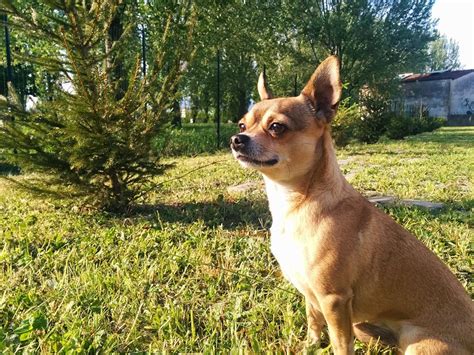150 Perfect Chihuahua Names My Dogs Name