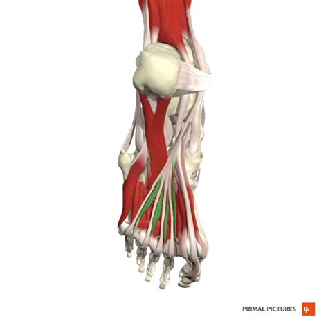 Muscles Of The Foot Flashcards Easy Notecards