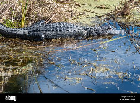 Florida Alligator Beach Hi Res Stock Photography And Images Alamy