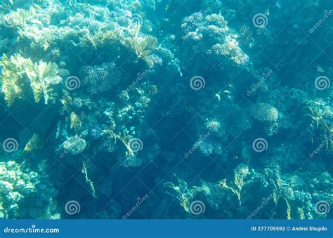 Coral Reef At The Bottom Of The Red Sea Stock Photo Image Of Diving