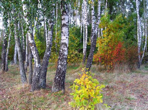 Birch Grove In Autumn — Stock Photo © Troyka 1488644