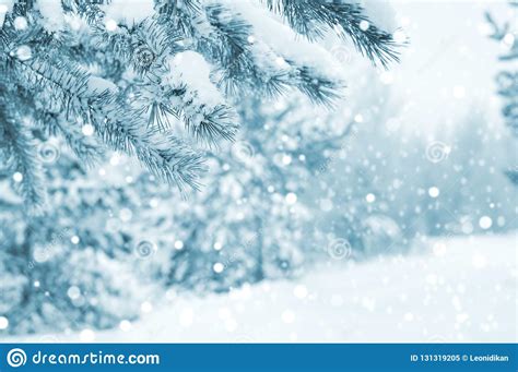 Snow Covered Pine Tree Branches Stock Image Image Of Holiday Cedar