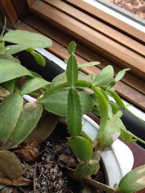 Finally, you can add a bit of slightly acidic compost to balance the soil's ph. Spring Cactus Easter Cactus