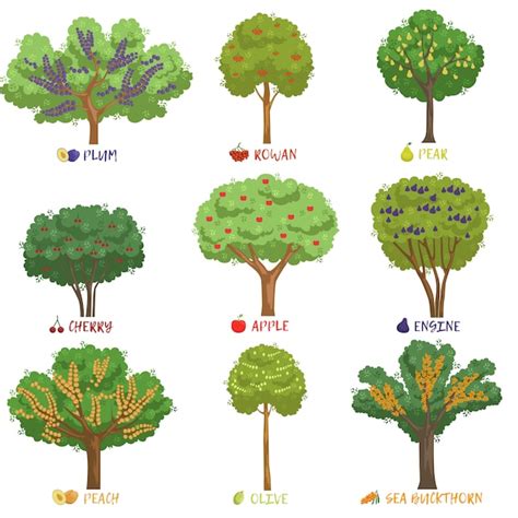 Diff Rents Types D Arbres Fruitiers Avec Ensemble De Noms Arbres De