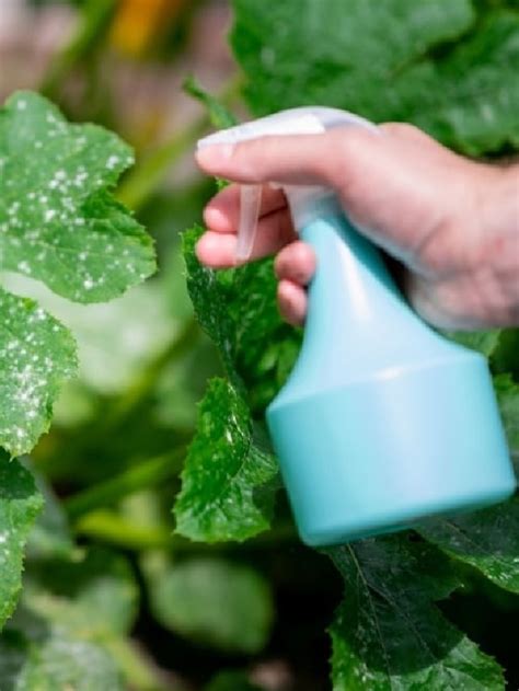 Diy Plant Bug Spray Natural Plant Spray For Indoor Outdoor Plants