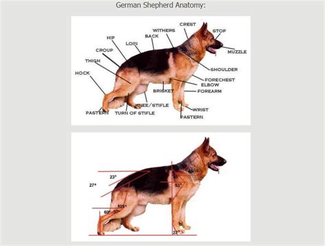 German Shepherd Anatomy Kolenda Kennels