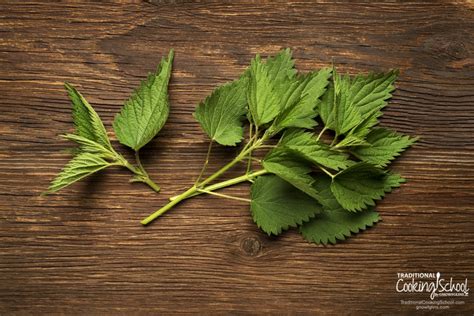 5 Anti Inflammatory Herbs In Your Own Backyard