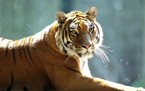 Pictures Top 10 Tiger Tiger Wallpaper Top Ten Wild Animal