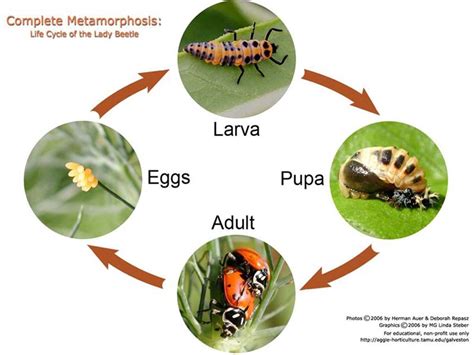 Beneficials in the garden & landscape: Types of Insect Metamorphosis