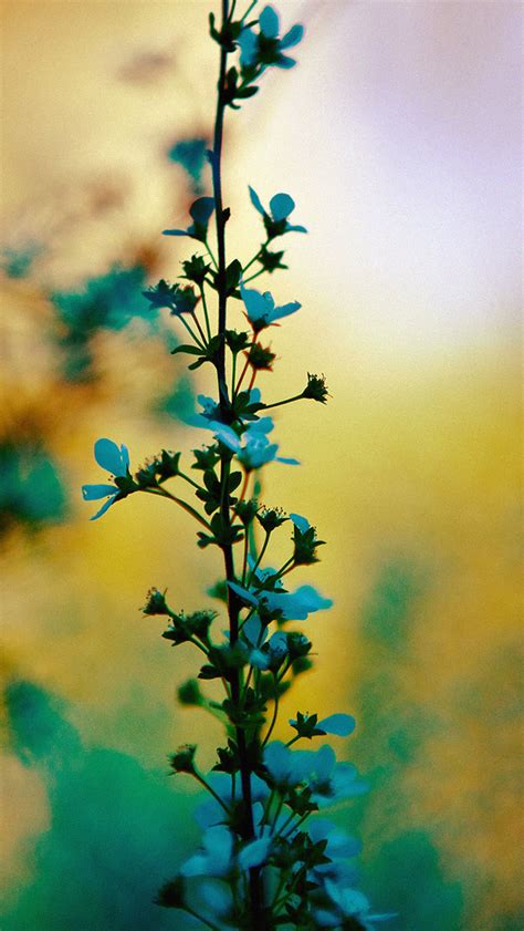 Blue Flower Sunny Bright Day Bokeh Nature Iphone Wallpapers Free Download