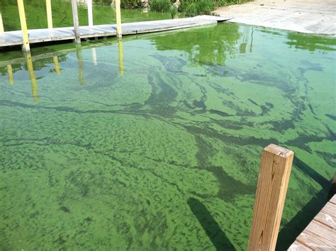 Lake Erie Habs Jul Harmful Algae Bloom Bolles Harbor Flickr