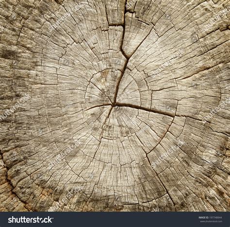 Tree Annual Texture Stock Image Colourbox Ubicaciondepersonascdmxgobmx